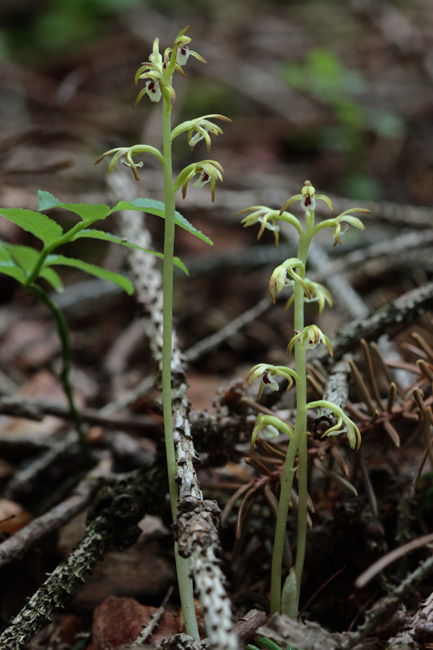 Corallorhiza trifida / Coralloriza